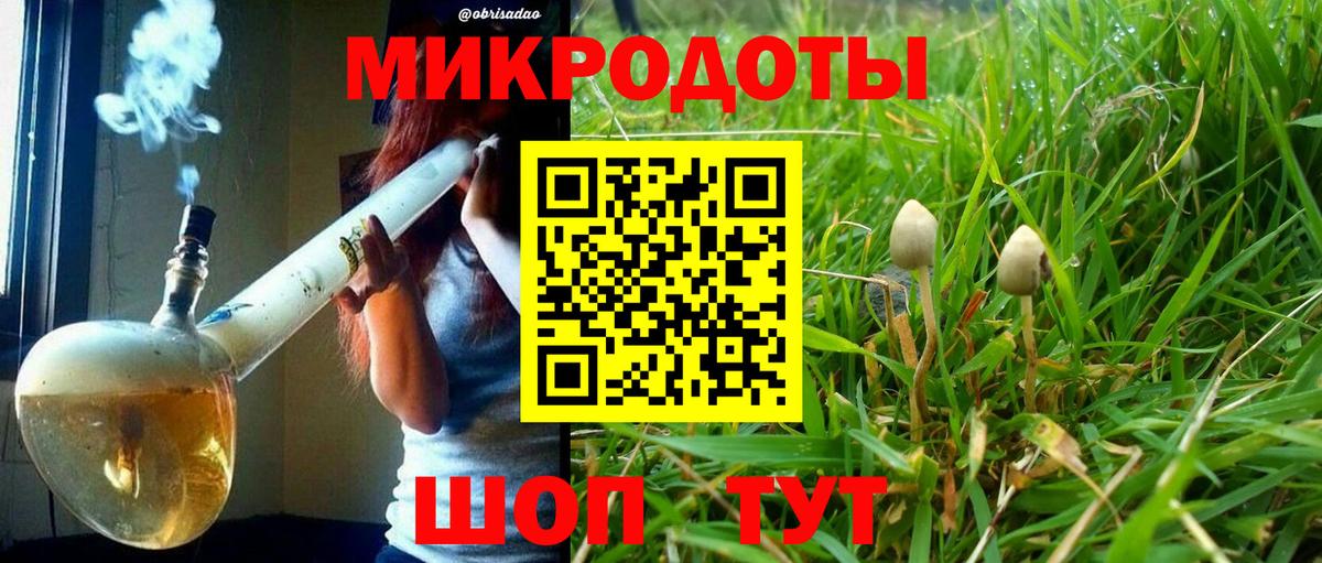 Галлюциногенные грибы Psilocybe Норильск